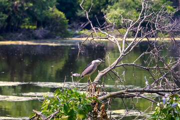The black-crowned night heron (Nycticorax nycticorax) in the park