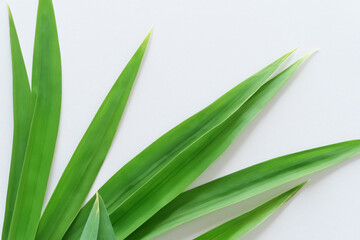 Beautiful Pandan Leaf Background with White Paper A Refreshing and Serene Combination
