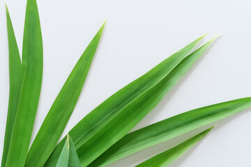 Obraz premium Beautiful Pandan Leaf Background with White Paper A Refreshing and Serene Combination