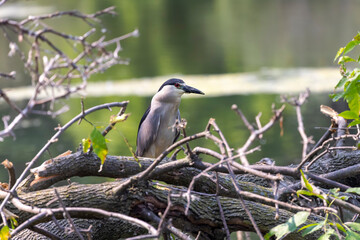The black-crowned night heron (Nycticorax nycticorax) in the park