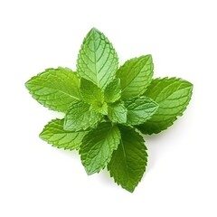 Mint leaves isolated on white background