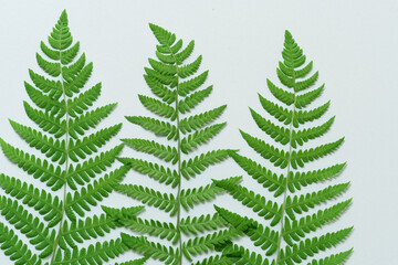 Obraz premium Enchanting Fern Leaf Background with Gorgeous White Paper