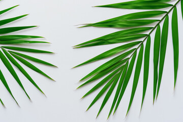 Captivating Palm Leaf Background with Beautiful White Paper