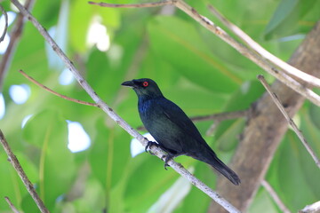 Asian Glossy Starling (Aplonis panayensis eustathis) male  in Sabah, North Borneo, Malaysia