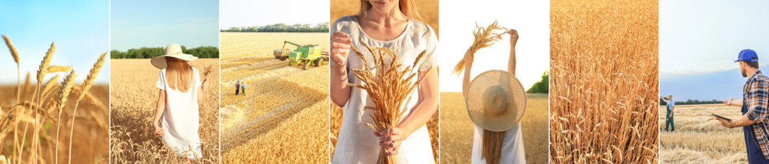 Collage of farmers and wheat field
