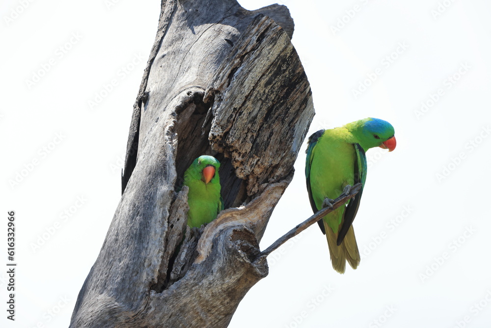 Sticker Blue-naped Parrot (Tanygnathus lucionensis)  in Sabah, North Borneo, Malaysia