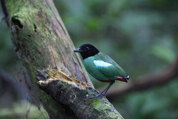 Sunda Hooded Pitta (Pitta sordida mulleri) in Sabah, North Borneo, Malaysia, North Borneo, Malaysia