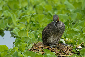 Little grebe mother lays its eggs in the nest on water lake in spring. Waterbird on river. Wild feathered animal with family on nature nest.