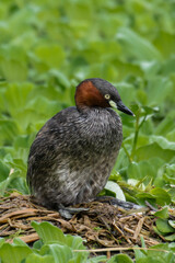 Little grebe mother lays its eggs in the nest on water lake in spring. Waterbird on river. Wild feathered animal with family on nature nest.