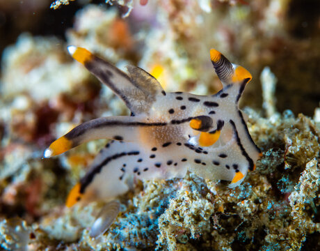 Thecacera sp. nudibranch