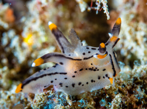 Thecacera sp. nudibranch