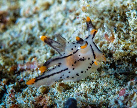 Thecacera sp. nudibranch