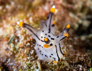 Thecacera sp. nudibranch