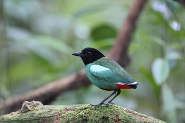 Fototapeta premium Sunda Hooded Pitta (Pitta sordida mulleri) in Sabah, North Borneo, Malaysia, North Borneo, Malaysia