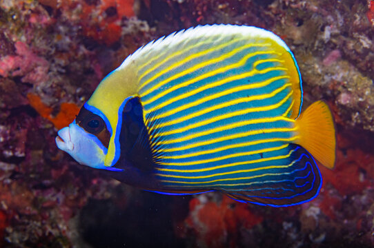 Angelfish