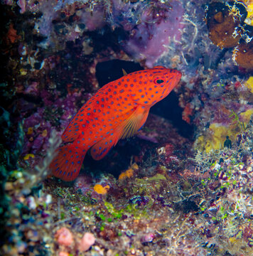 Coral grouper
