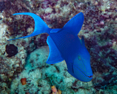 Red-toothed triggerfish