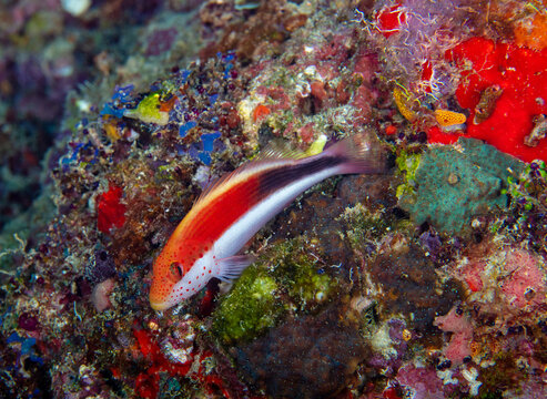 Hawkfish
