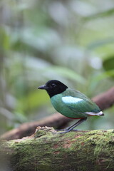 Sunda Hooded Pitta (Pitta sordida mulleri) in Sabah, North Borneo, Malaysia, North Borneo, Malaysia