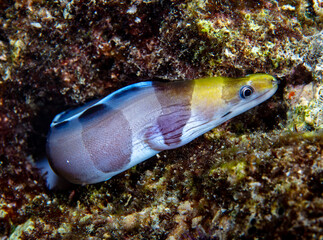 Fototapeta na wymiar Yellow headed moray eel