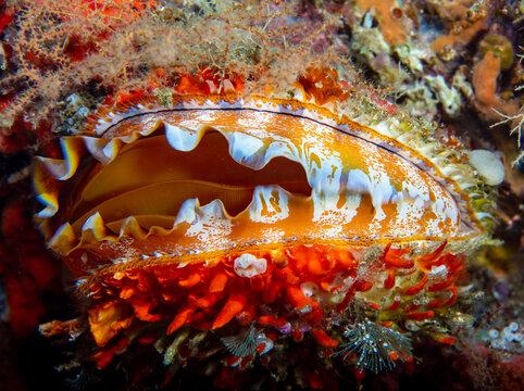 thorny oyster