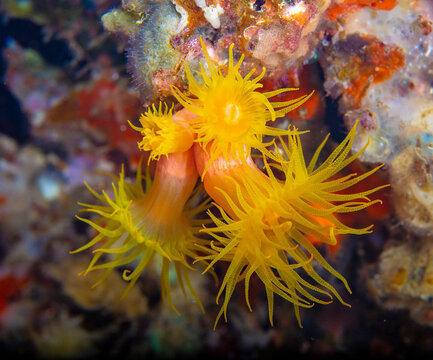 Cup coral