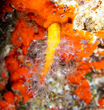 Leather coral 
