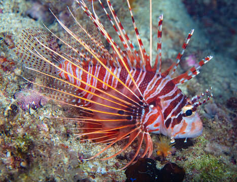 Lionfish