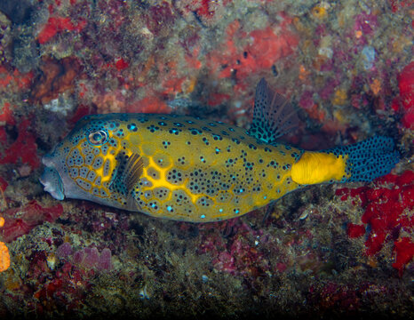 Yellow box fish