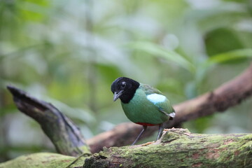 Sunda Hooded Pitta (Pitta sordida mulleri) in Sabah, North Borneo, Malaysia, North Borneo, Malaysia