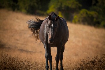 Obraz premium Horse in pasture, California USA