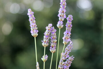 lavender flowers in the garden