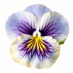 Pansy flower photo on a white background