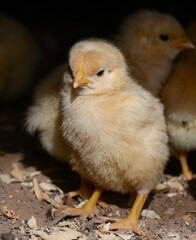 Yellow baby chickens with their mother in the farm yard.