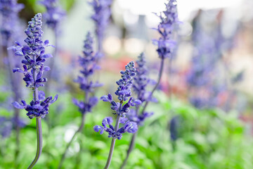 Beautiful purple Blue Salvia flowers blooming in the daytime against a field background.
