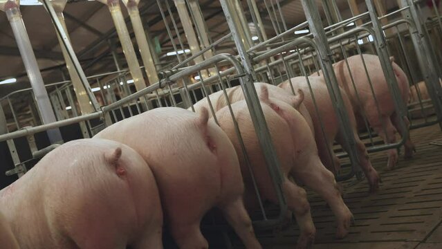 Sows eat on a pig farm, feeding sows with dry food, pig farm