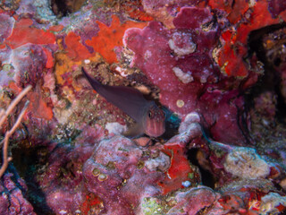 Redlip Blenny | Ankla Azul