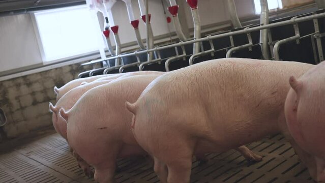 Sows eat on a pig farm, feeding sows with dry food, pig farm