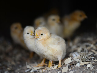 baby yellow chickens with the mother in a farm yard