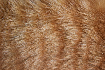 Ginger cat fur texture background.  Pet hair or coat texture. 
