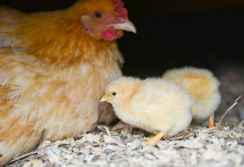 baby yellow chickens with the mother in a farm yard