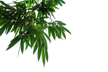 Bamboo leaves on a white background,PNG file.