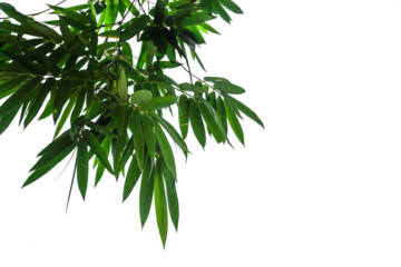 Bamboo leaves on a white background,PNG file.