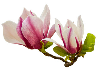 pink magnolia flowers isolated on transparent background