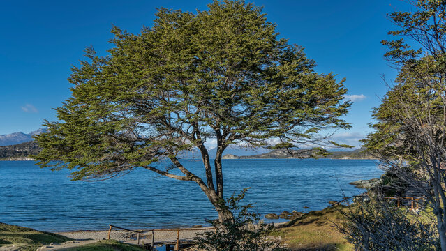 A beautiful sprawling nothofagus tree grows on the shore of the lake. Blue water, azure sky, a mountain range in the distance. Argentina. Ushuaia. Tierra del Fuego National Park. Ensenada Bay.
