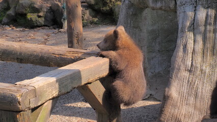 登別クマ牧場子グマ1