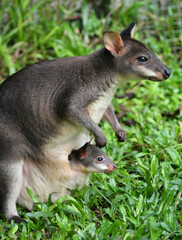 A wallaby and a baby wallaby in the grass.
