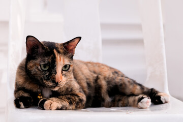 Thai Tricolor cat on white chair in Bangkok at Thailand