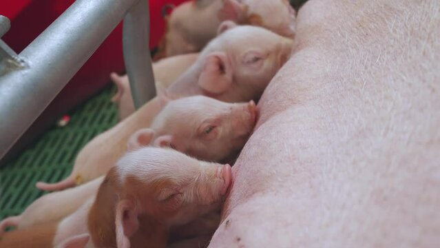 Sow feeds small piglets, piglets drink sow's milk, pig feeds children, pig farm