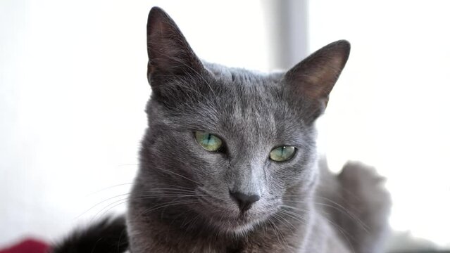 portrait of a gray cat looking around. beautiful cat look